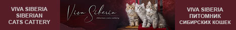 Питомник сибирских кошек Viva Siberia, котята сибирской породы пушистые, Санкт-Петербург