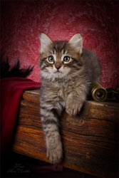 сибирский котенок VIVA SIBERIA