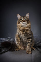 сибирский котенок VIVA SIBERIA