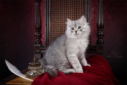 сибирские котята VIVA SIBERIA