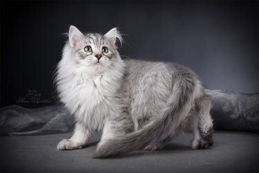 сибирские котята VIVA SIBERIA